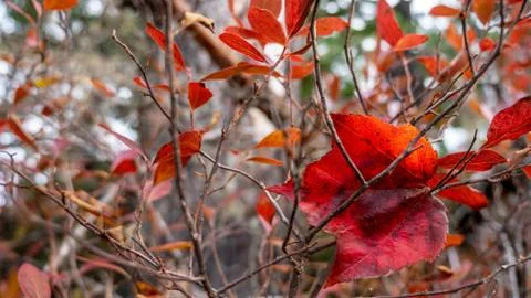 Red maple leaf leaves Stock Photos
