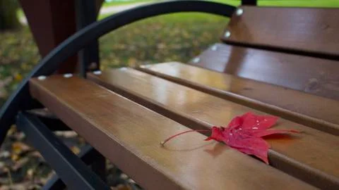 Red maple leaf is lying on the bench, close-up Stock Photos