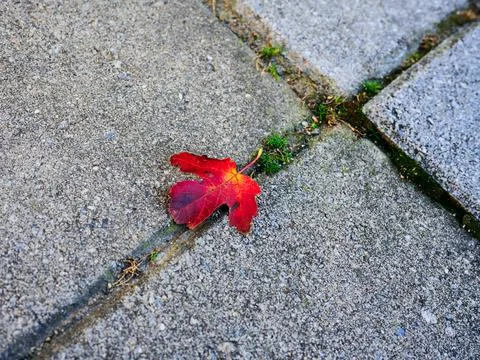 Red maple leaf is lying on the stone slabs in the backyard Foto stock