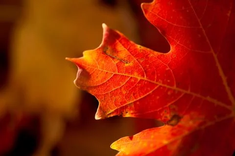 Red Maple Leaf Macro Foto stock
