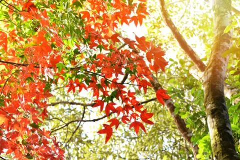 Red maple leaf on maple tree colorful season autumn in the forest leaves colo Stock Photos