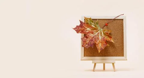 Red maple leaf on notice board. Fall autumn minimal background Stock Photos