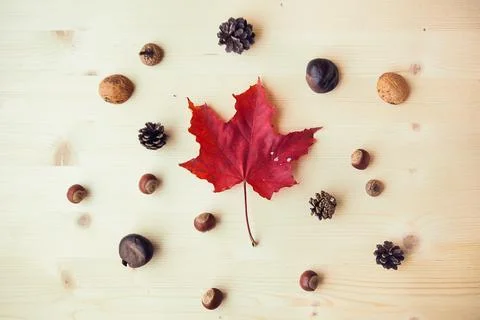 Red maple leaf, nuts, chestnuts, walnut shells, pine-cones on wooden backgrou Stock Photos