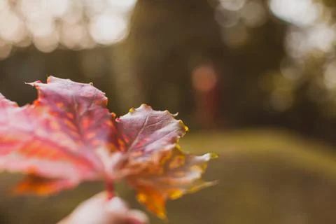 Red maple leaf over blurred nature background. Stock Photos