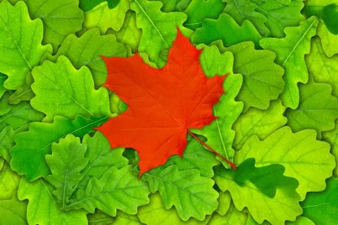Red maple leaf over green oak leaves Foto stock