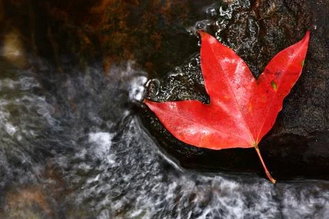 Red maple leaf Stock Photos
