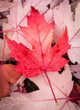 Red maple leaf Stock Photos