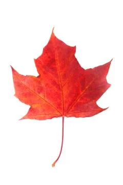 Red maple leaf Foto stock