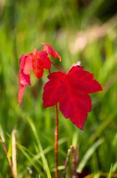 Red maple leaf Stock Photos