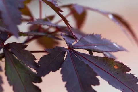 Red maple leaf Stock Photos
