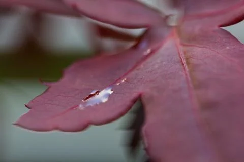 Red maple leaf Foto stock
