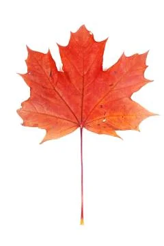Red maple leaf Stock Photos