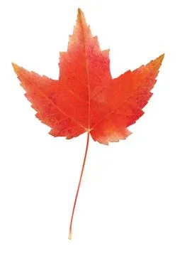 Red maple leaf Stock Photos