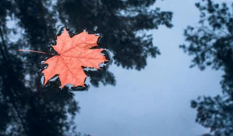 Red maple leaf in puddle of water. Autumn background Foto stock