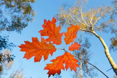 Red maple leaf Red maple leaf Copyright: xZoonar.com/JanxxWachalax 1942012... Stock Photos