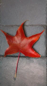 Red maple leaf resting on grey stone tiles Stock Photos