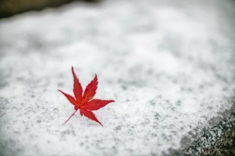 Red maple leaf rests delicately on snow. Stock-Fotos