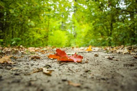 Red maple leaf on the road in the park Stock Photos