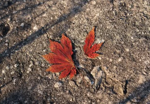 Red maple leaf on the road view from above Stock Photos
