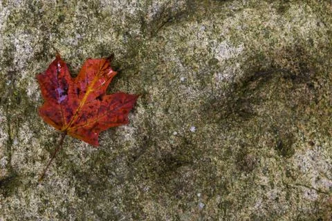 Red maple leaf on a rock - background Stock Photos