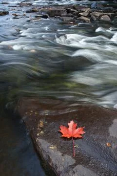 Red Maple leaf in a rocky stream Muskoka, Ontario, canada Stock Photos