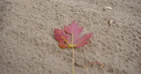 Red maple leaf on the sand / Hand held / Turning left / Slow motion 動画素材 131063115