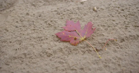 Red maple leaf on the sand / Hand held / Turning right / Slow motion Stock Footage 131063201
