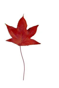 Red maple leaf showing autumn colors on white background Stock Photos