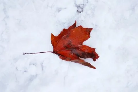 Red maple leaf on a snow in early winter Stock Photos