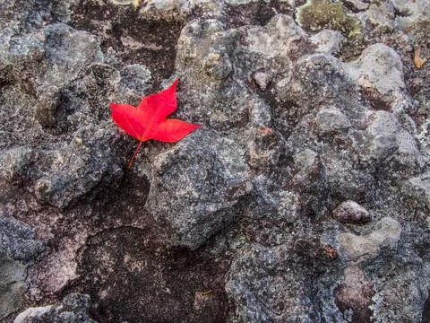 Red maple leaf on the stone. Stock Photos