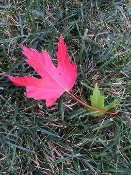 Red Maple Leaf in Sunlit Meadow Stock Photos