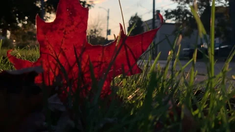 Red Maple Leaf in Tall Green Grass, Sunset Lawn Beautiful Background Sun Set Stock Footage 150193355