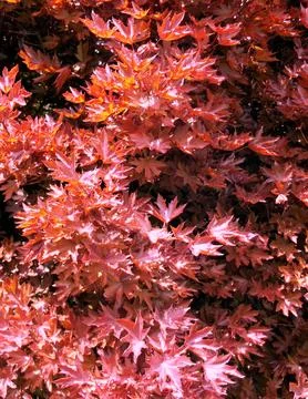 Red Maple Leaf Texture 3 Stock Photos