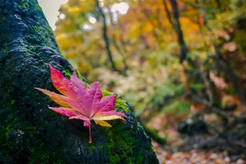 Red maple leaf on the tree in Autumn season. Stock Photos