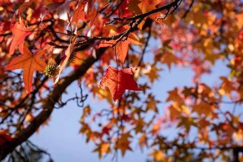 Red maple leaf on a tree, orange blue sky fall autumn background, november Stock Photos