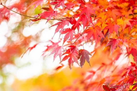 Red maple leaf tree 스톡 사진