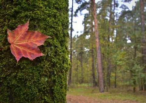 Red maple leaf on a tree trunk covered with green moss. Stock Photos
