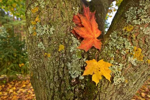 Red maple leaf on a tree trunk covered with green moss. Stock Photos