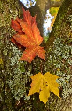 Red maple leaf on a tree trunk covered with green moss. Stock Photos