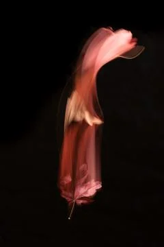 A red maple leaf twists in the air as it leaves streaks of color behind it Stock Photos