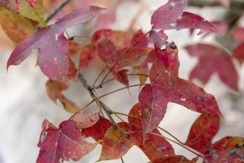 Red maple leaf under the maple tree Stock Photos