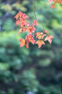 Red maple leaf under the maple tree Stock Photos