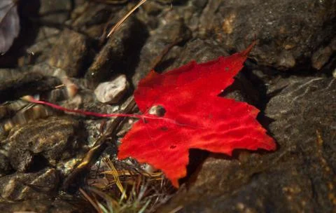 Red maple leaf under water Foto stock