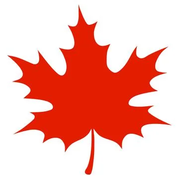 Red maple leaf on white background イラスト素材