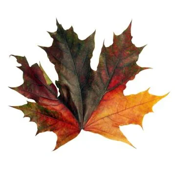 Red maple leaf on white background Stock Photos