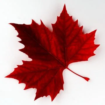 Red maple leaf on a white background Stock Photos
