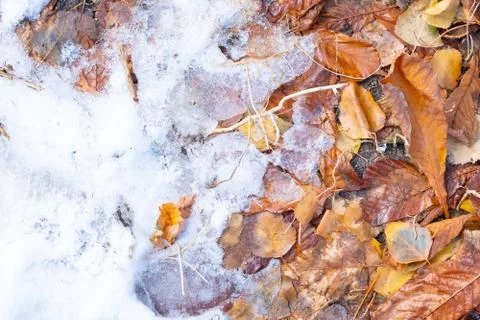 Red maple leaf on a white snow in winter season, Autumn maple leaf background Stock Photos