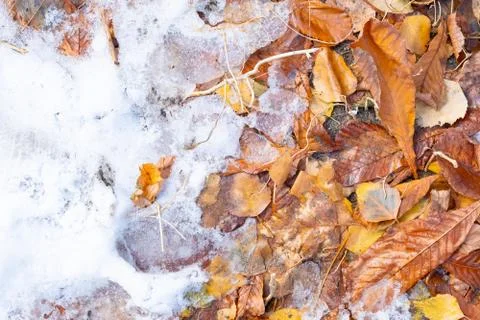 Red maple leaf on a white snow in winter season, Autumn maple leaf background Stock Photos