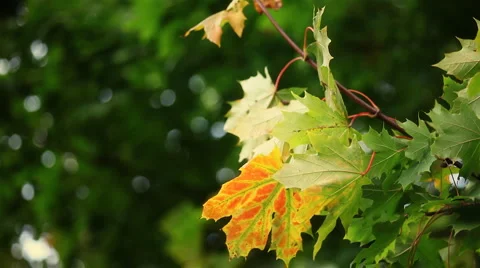 Red maple leaf in the wind Stock Footage 4733180