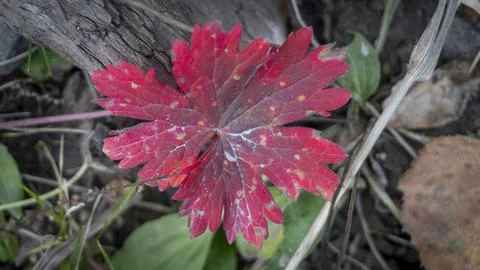 A red maple leaf in the woods in the fall Stock Photos